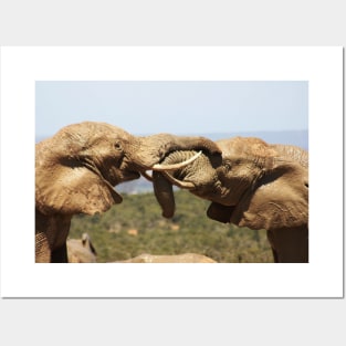 African Wildlife Photography Elephant Tussle Posters and Art